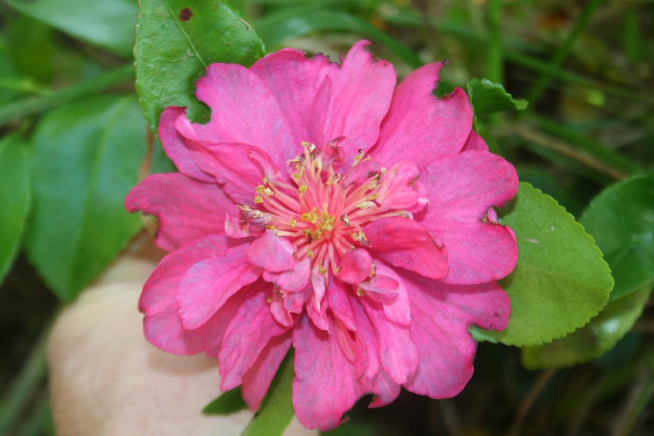 Camellia hiemalis 'Bonanza'