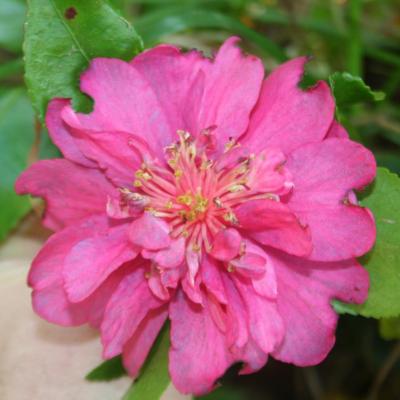 Camellia hiemalis 'Bonanza'