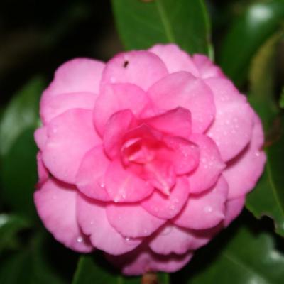 Camellia hiemalis 'Chansonette'