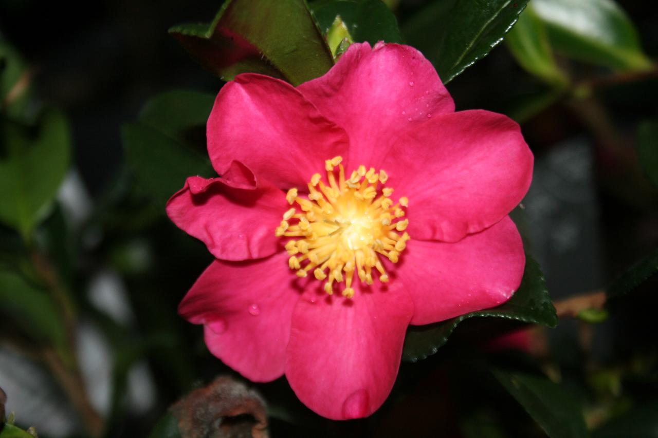 Camellia hiemalis 'Crimson King'