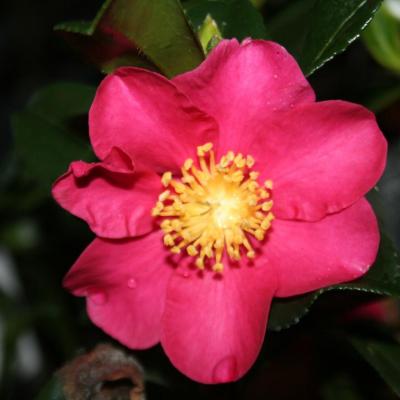 Camellia hiemalis 'Crimson King'