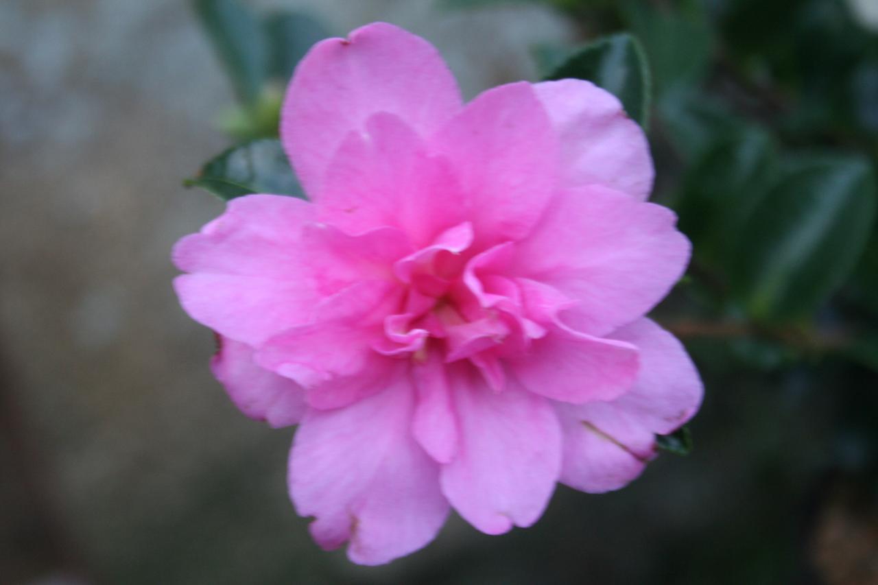 Camellia hiemalis 'Elfin Rose'