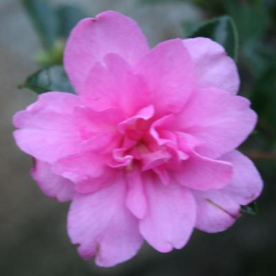 Camellia hiemalis 'Elfin Rose'