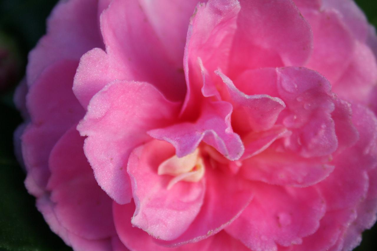Camellia hiemalis 'Interlude'