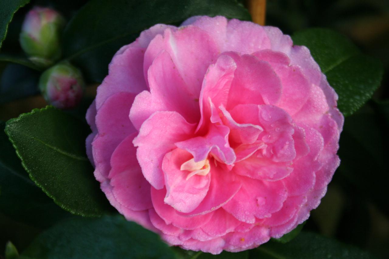 Camellia hiemalis 'Interlude'-3-