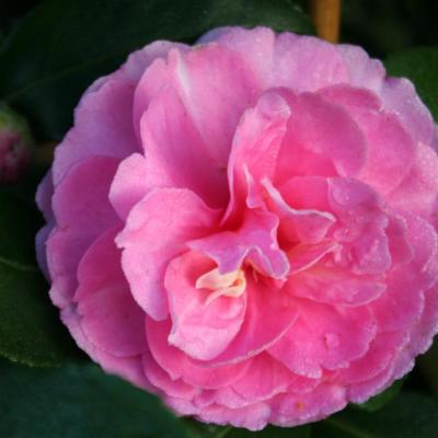Camellia hiemalis 'Interlude'-3-