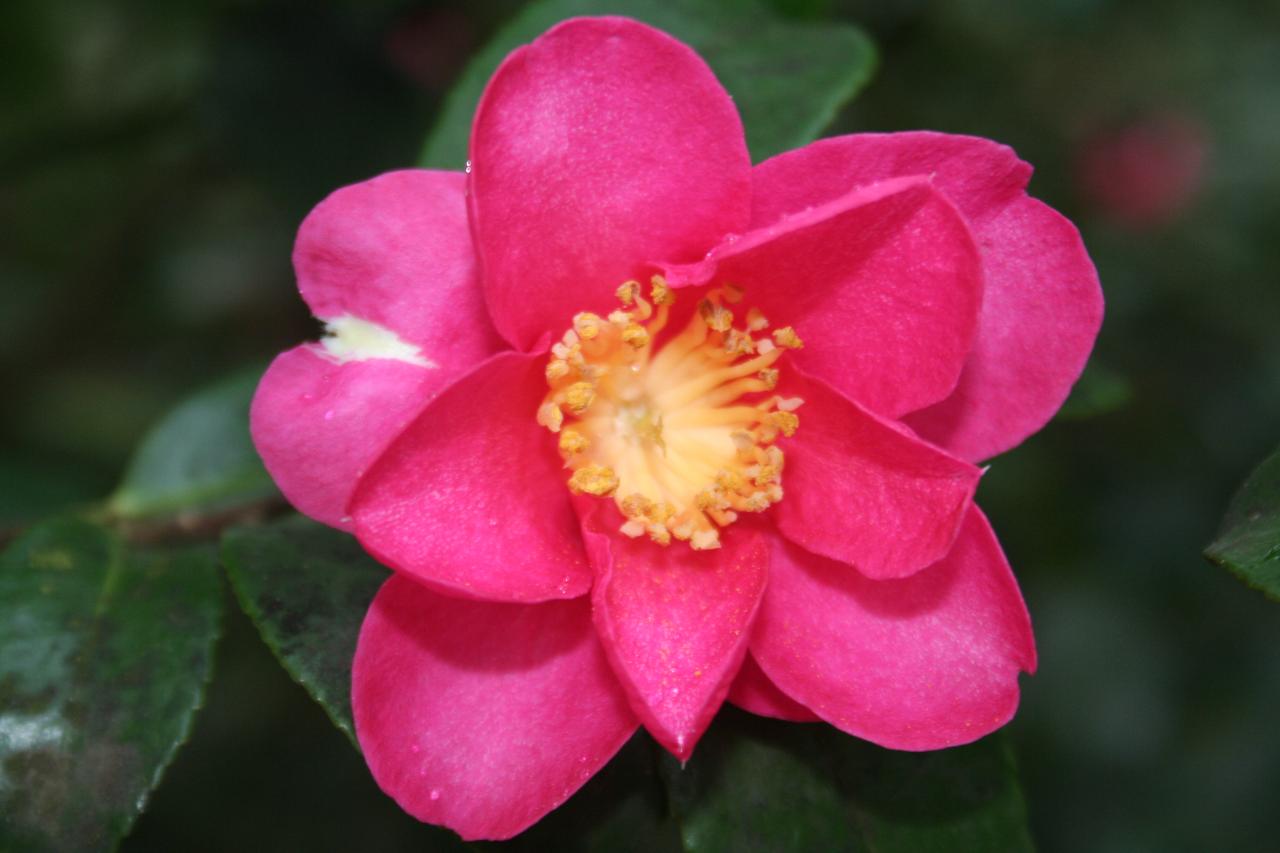 Camellia hiemalis 'Kanjiro'