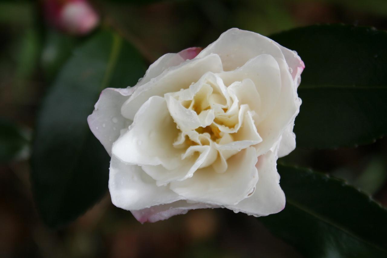 Camellia hiemalis 'Kasane-ôgi'