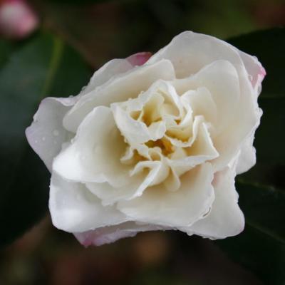 Camellia hiemalis 'Kasane-ôgi'