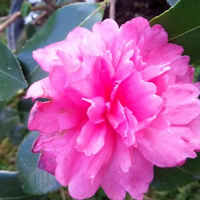 Camellia hiemalis 'Paradise Caroline'®-2-