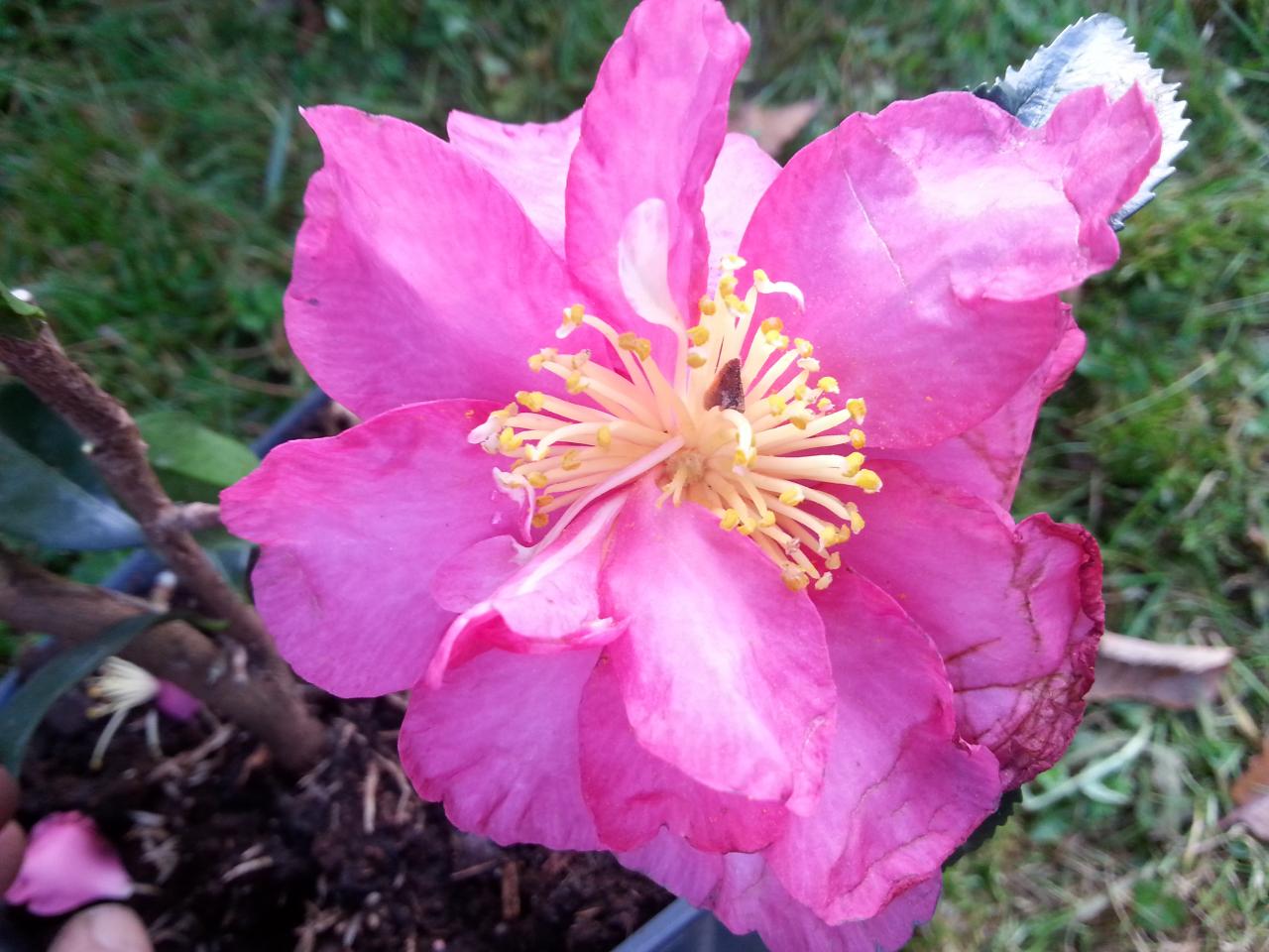 Camellia hiemalis 'Paradise Sandra'® (2)