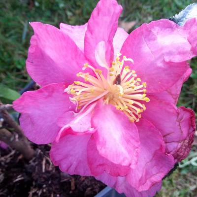 Camellia hiemalis 'Paradise Sandra'® (2)