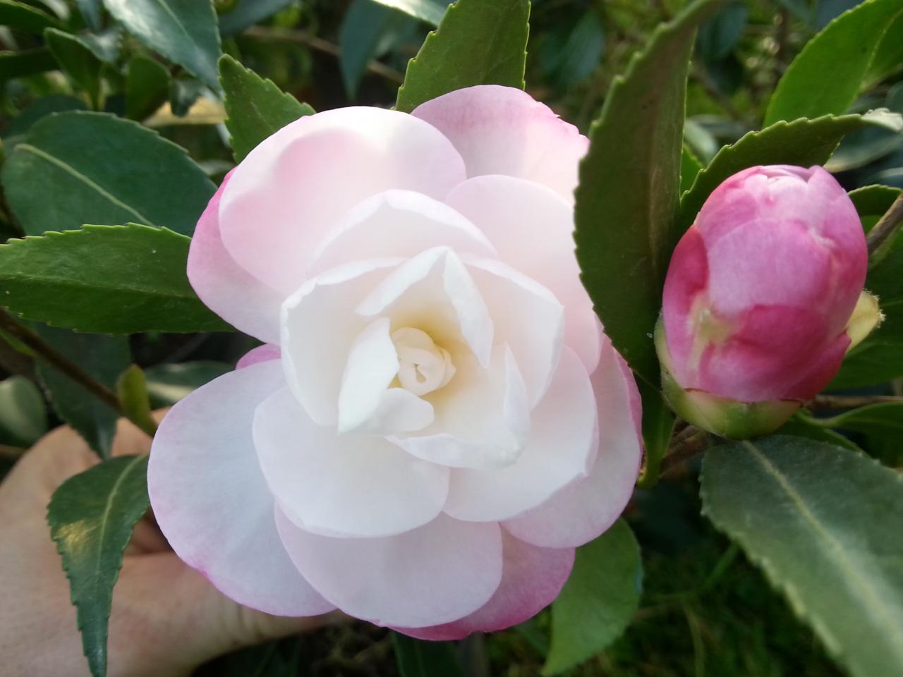 Camellia hiemalis 'Paradise Sayaka'®