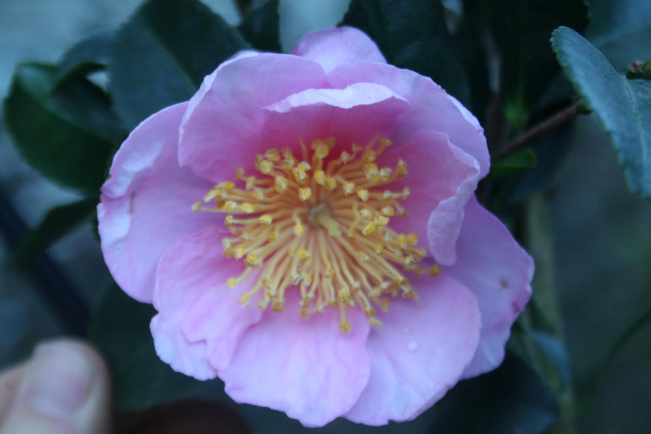 Camellia hiemalis 'Pink Goddess'