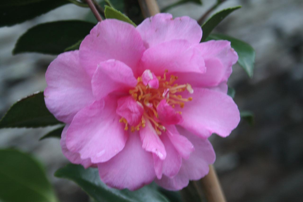 Camellia hiemalis 'Shôwa-no-sakae'-4-