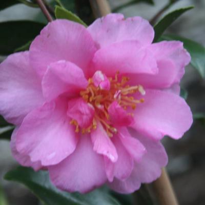Camellia hiemalis 'Shôwa-no-sakae'-4-