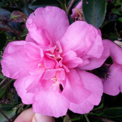 Camellia hiemelis 'Sparkling Burgundy' (2)