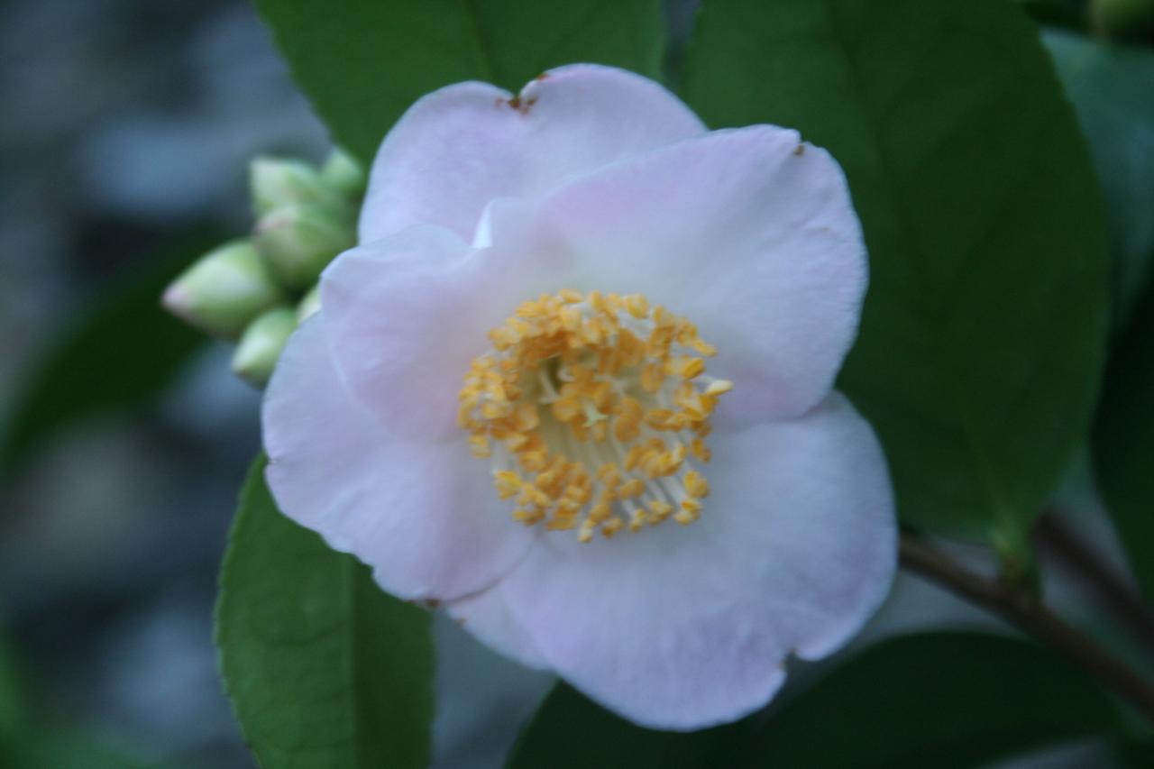 Camellia x 'Cinnamon Scentsation'