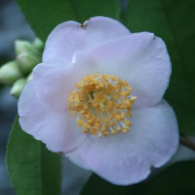 Camellia x 'Cinnamon Scentsation'