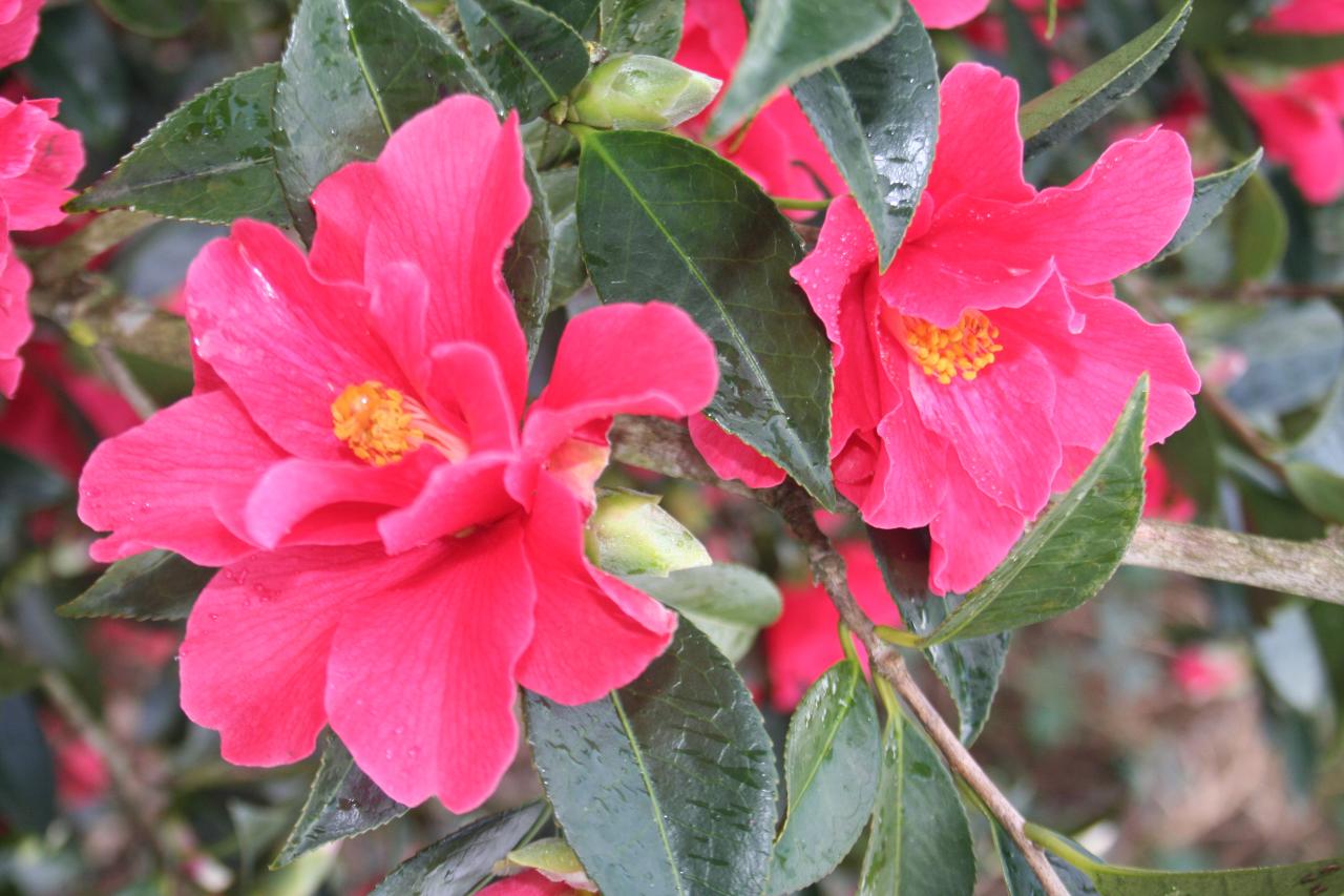 Camellia x 'Freedom Bell'