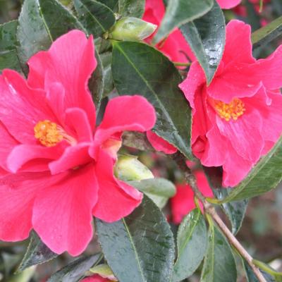 Camellia x 'Freedom Bell'