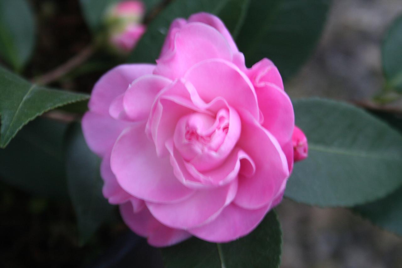 Camellia x 'Sweet Jane'-2-