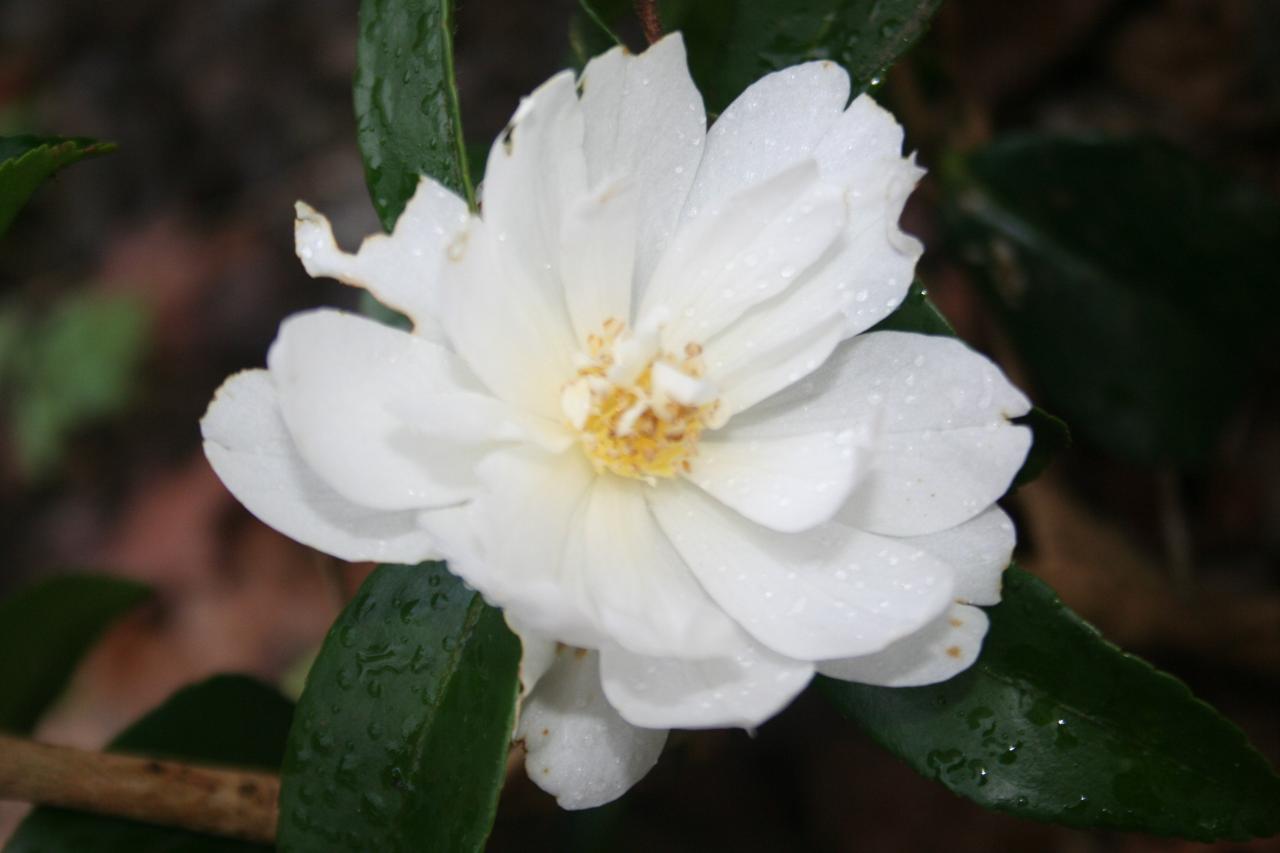 Camellia x 'Winter's Waterlily'