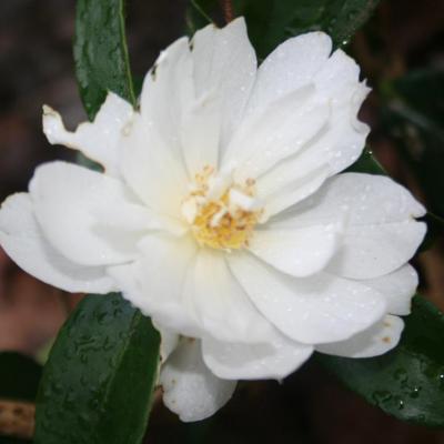 Camellia x 'Winter's Waterlily'