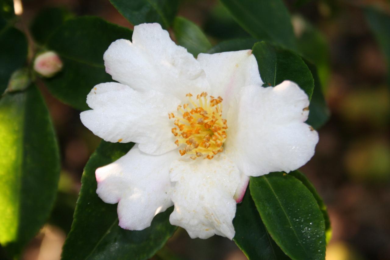 Camellia x 'Yoimachi'-2-
