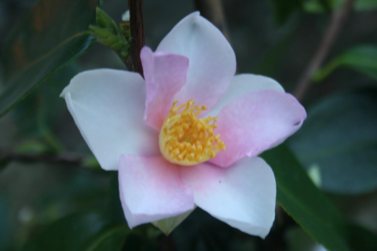 Camellia x 'Yume'-2-