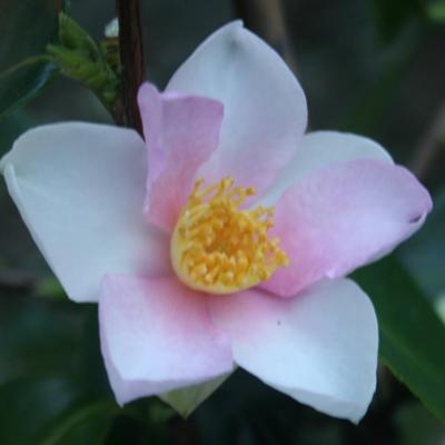 Camellia x 'Yume'-2-