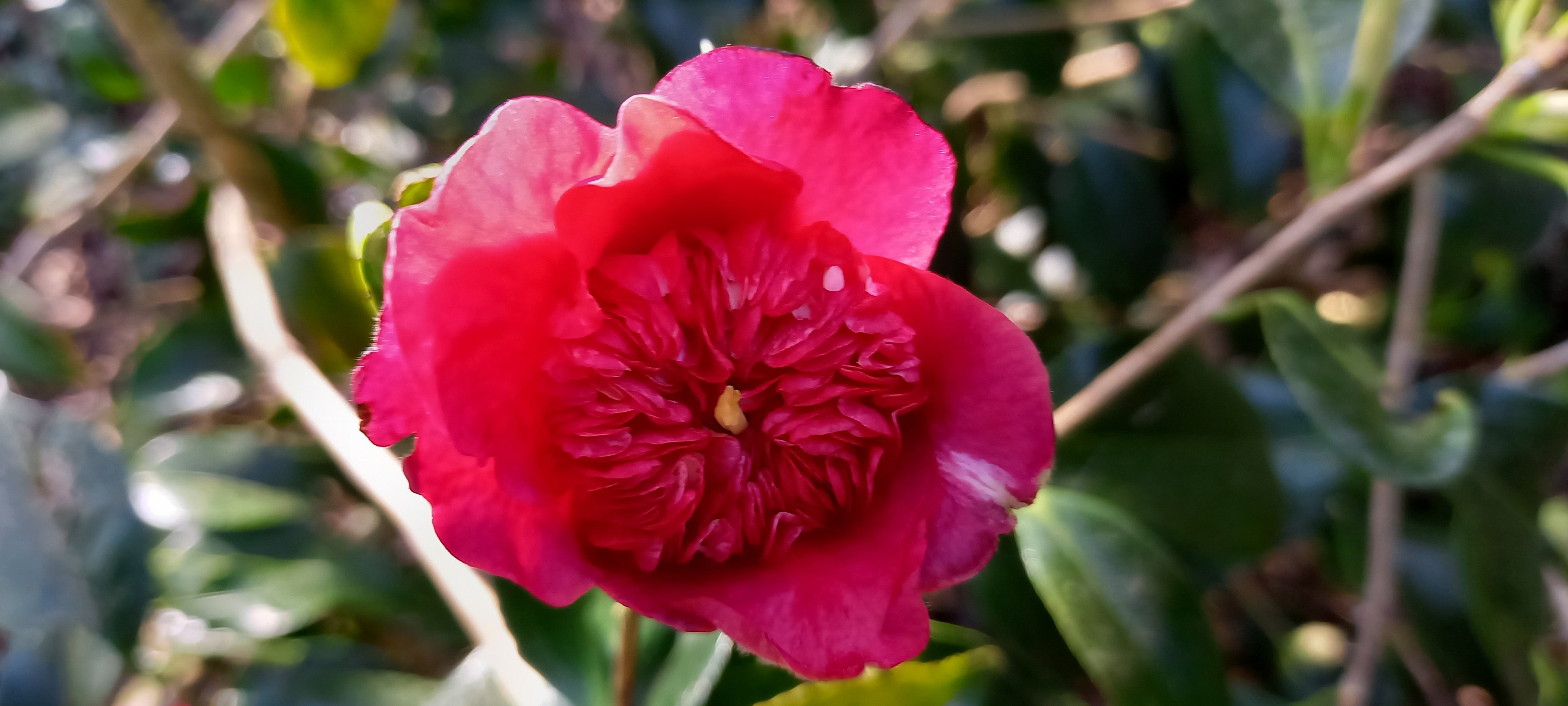 Camellia japonica 'Anemoniflora'