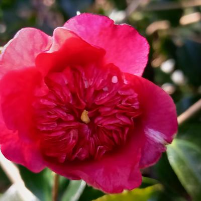 Camellia japonica 'Anemoniflora'