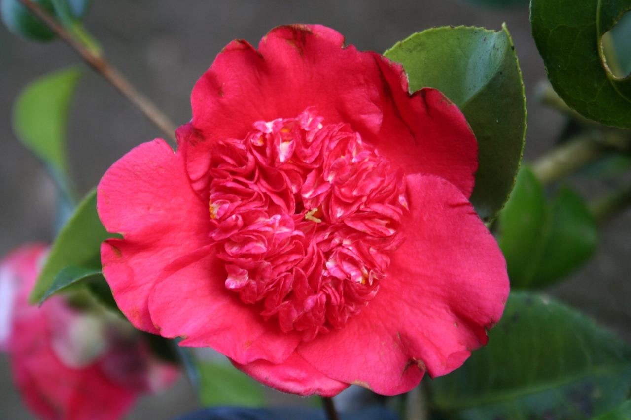 Camellia japonica 'Anemoniflora'