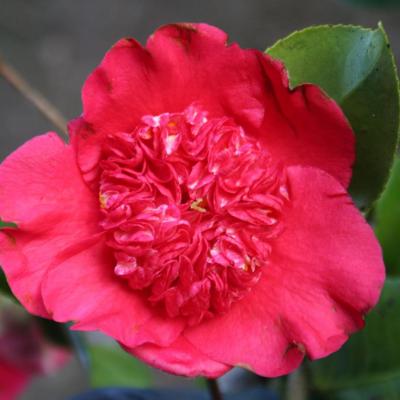 Camellia japonica 'Anemoniflora'