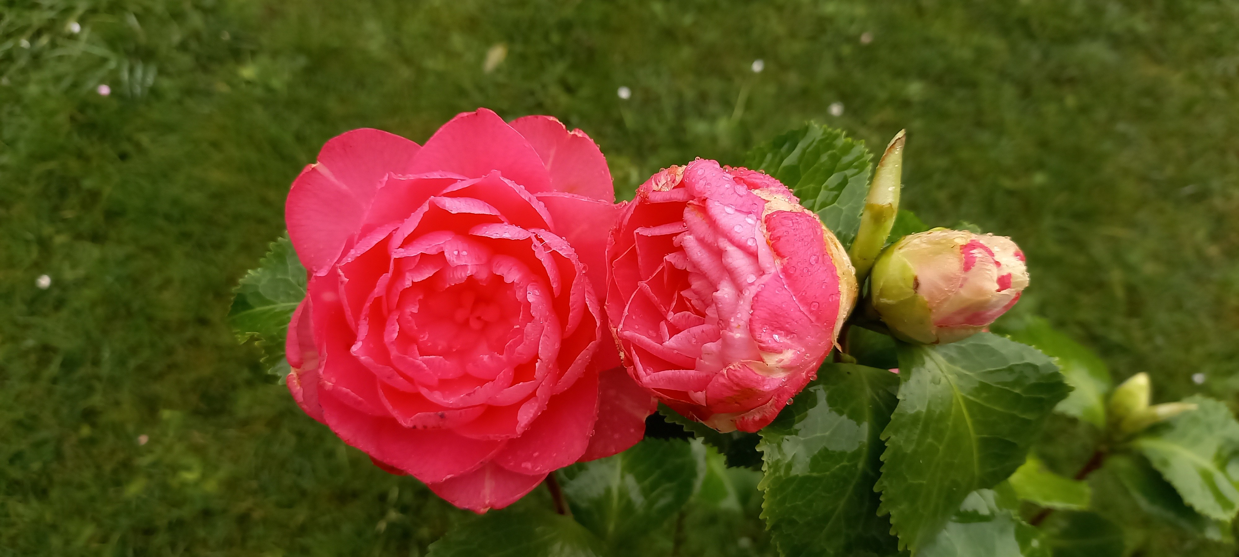 Camellia japonica  'Annavari'