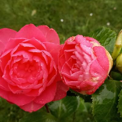 Camellia japonica  'Annavari'