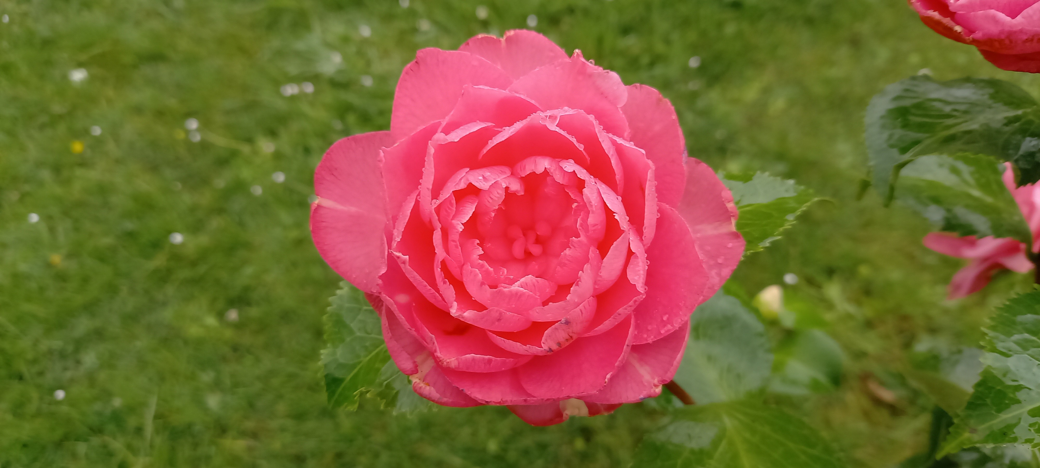 Camellia japonica 'Annavari'