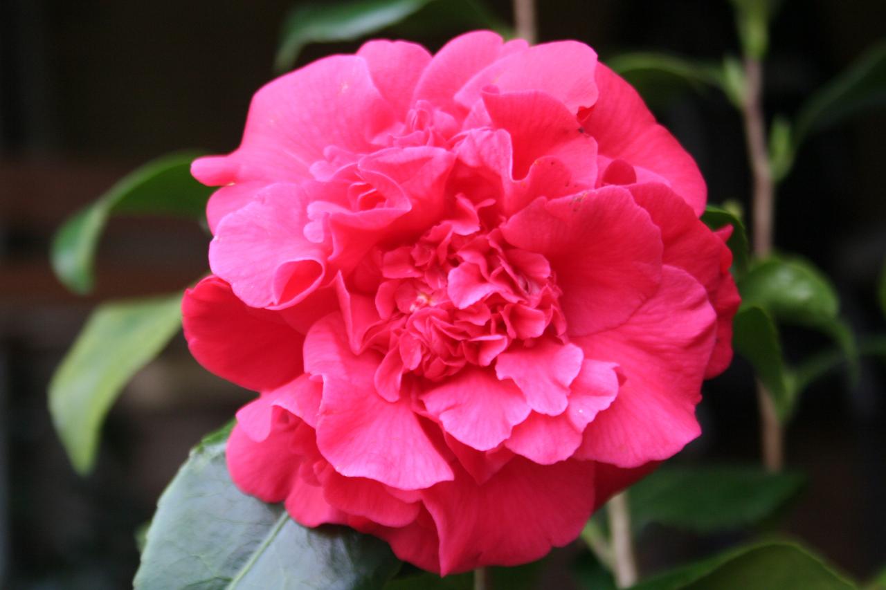 Camellia japonica 'Anne Smith'-2-