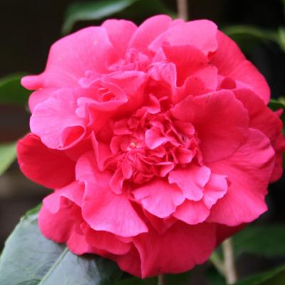 Camellia japonica 'Anne Smith'