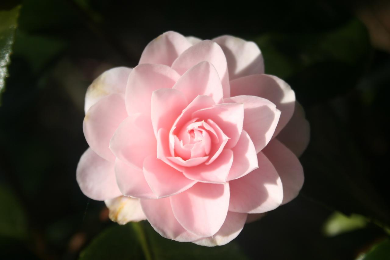 Camellia japonica 'Avé Maria'