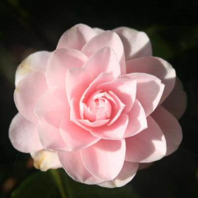 Camellia japonica 'Avé Maria'