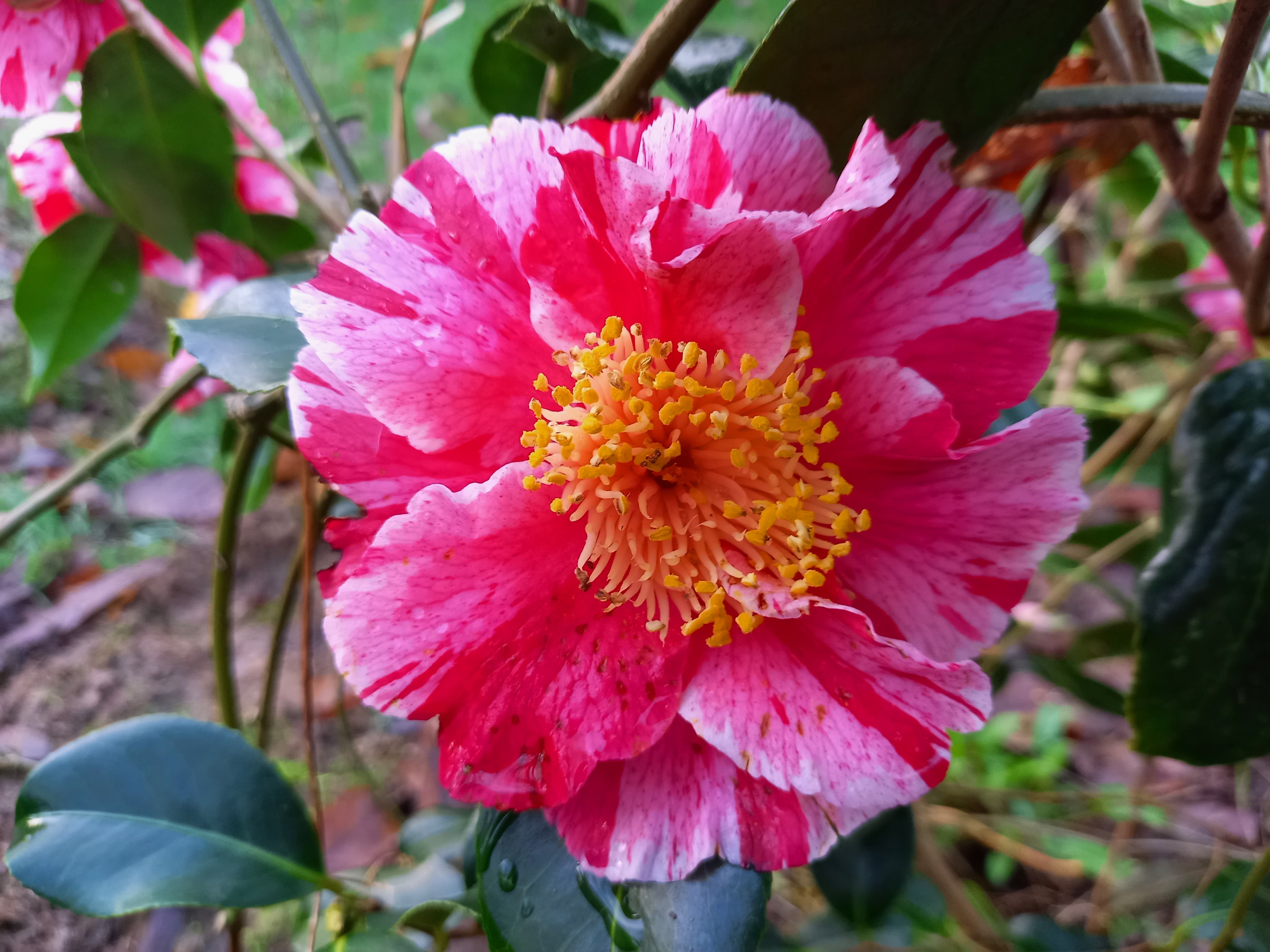 Camellia japonica 'Ay Ay Ay'