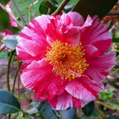 Camellia japonica 'Ay Ay Ay'