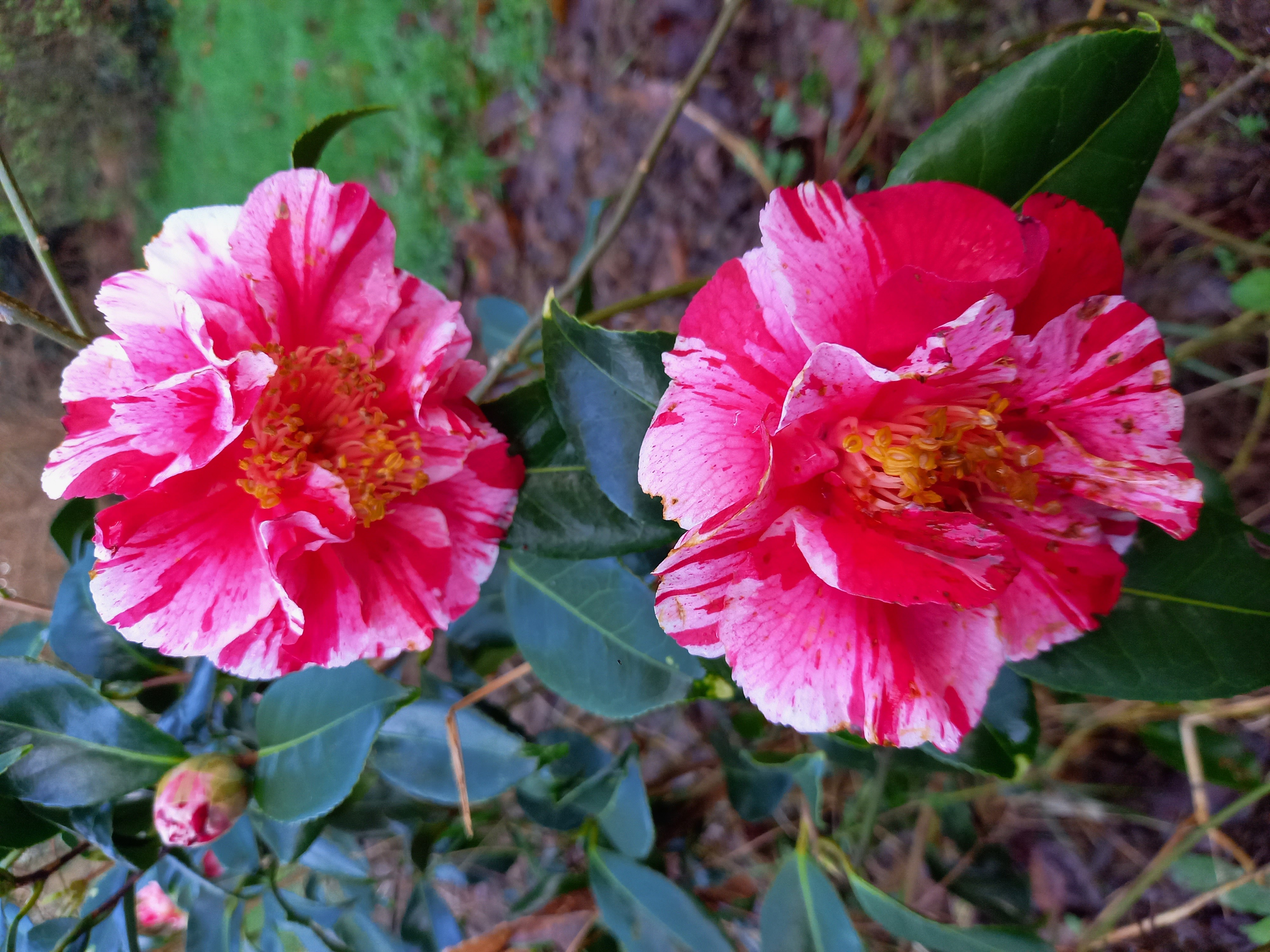 Camellia japonica 'Ay Ay Ay'