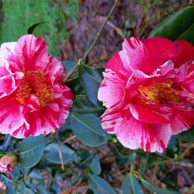 Camellia japonica 'Ay Ay Ay'