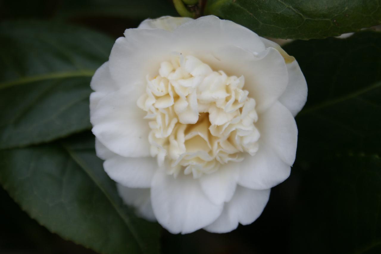 Camellia japonica 'Baby Sis'