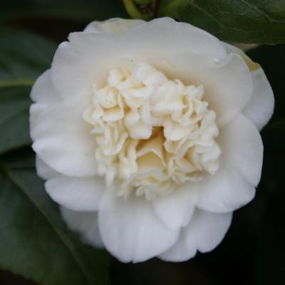 Camellia japonica 'Baby Sis'