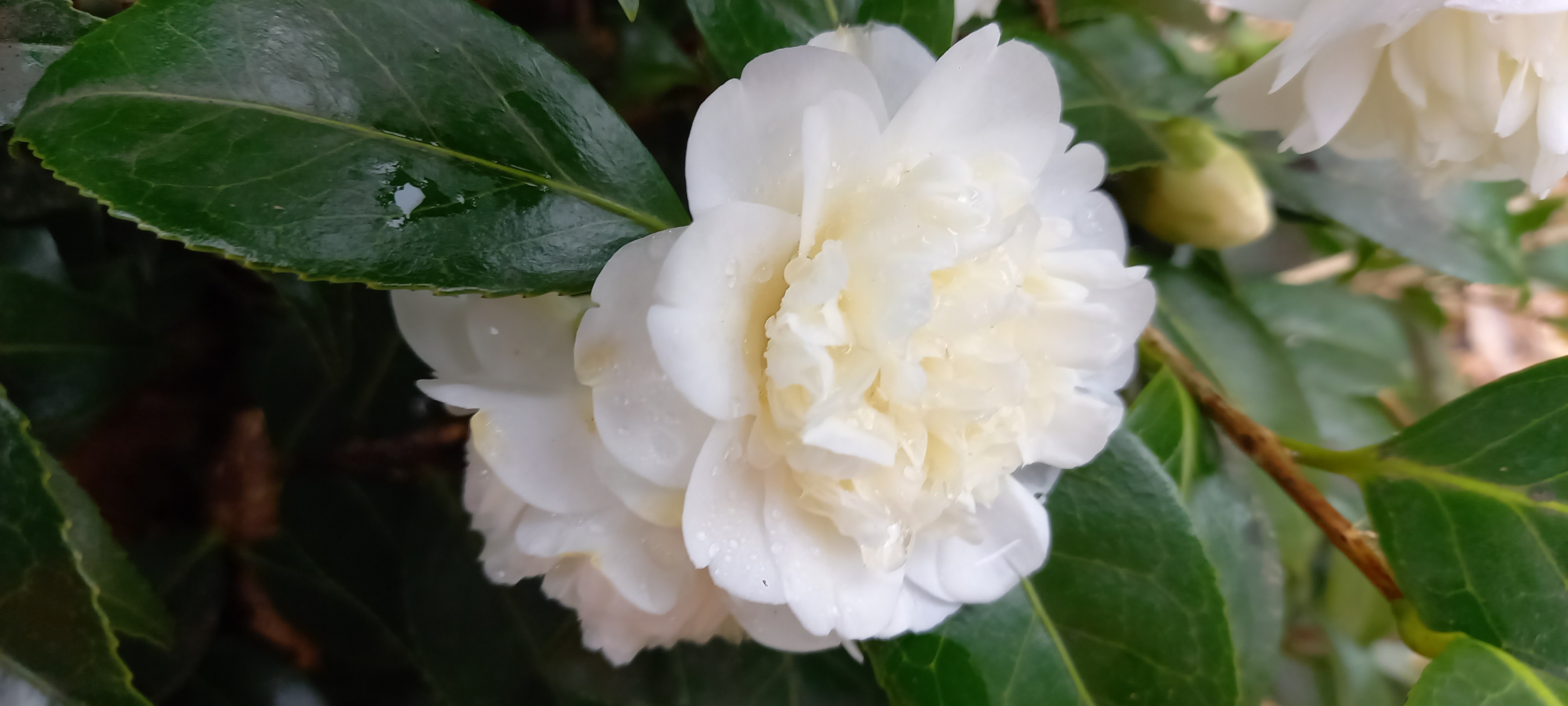 Camellia japonica 'Baby Sis'