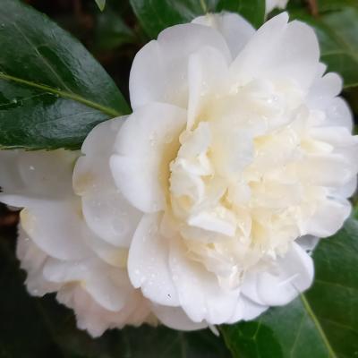 Camellia japonica 'Baby Sis'